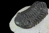 Bargain, Morocops Trilobite - Visible Eye Facets #92194-2